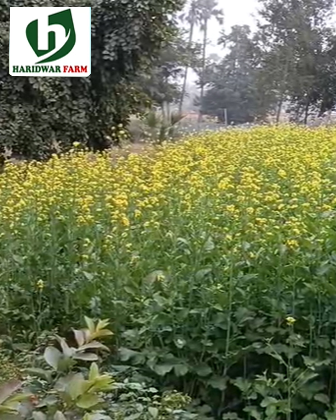 haridwarfarms